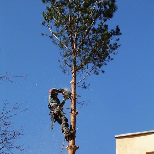 Vrub a orezvanie stromov, drba zelene